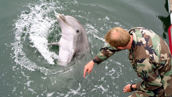 Navy marine shows how a trained dolphin reacts to different hand gestures - Sputnik International