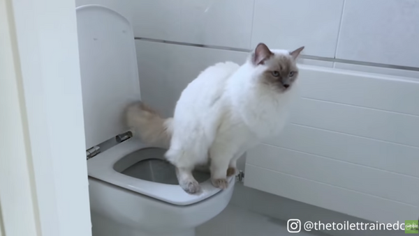 ‘Uh, Privacy Please?’ Potty Trained Kitten Remembers to Flush - Sputnik International