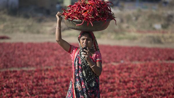 An Indian woman looks at her mobile phone as she carries red chillies on her head at a farm at Shertha village near Gandhinagar, India, Sunday, Feb. 25, 2018 - Sputnik International