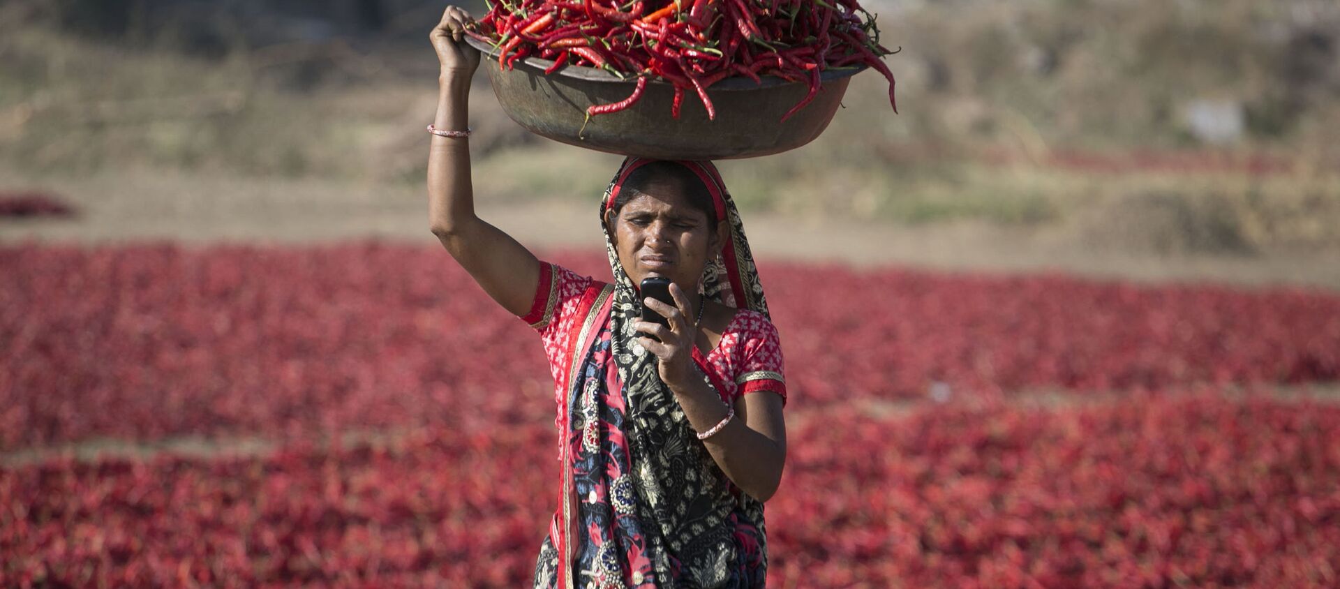An Indian woman looks at her mobile phone as she carries red chillies on her head at a farm at Shertha village near Gandhinagar, India, Sunday, Feb. 25, 2018 - Sputnik International, 1920, 09.02.2021