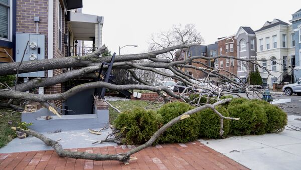 A tree is blown over as the region experiences high winds in Washington - Sputnik International