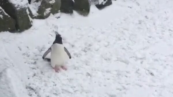 Penguin Welcomes Storm Emma at Edinburgh Zoo - Sputnik International