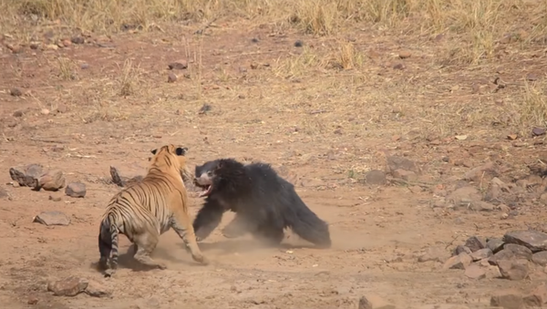 Tiger and Sloth Bear caught fighting at Maharashtra's Tadoba National Park - Sputnik International