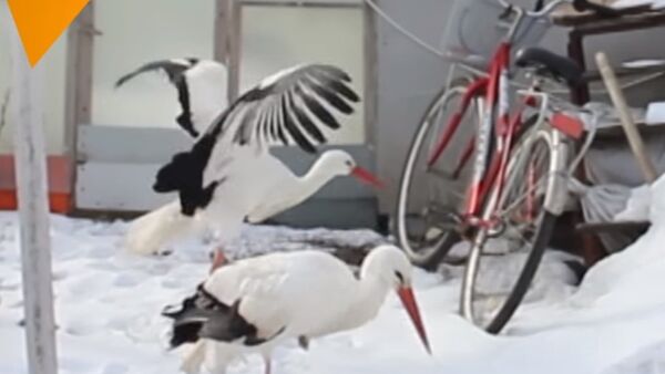 Man From Russia Adopts Rescued Storks - Sputnik International