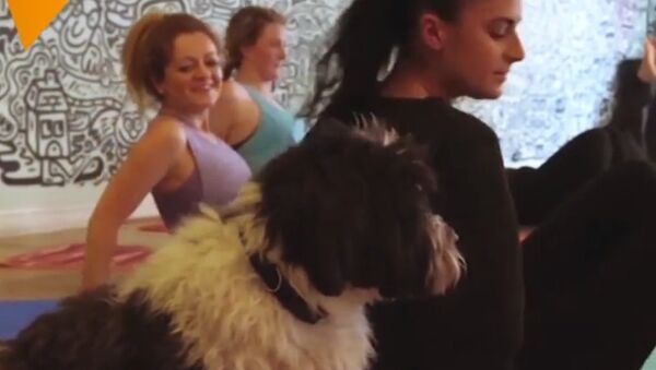 Doga: Yoga for Dogs - Sputnik International