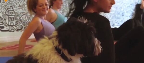 Doga: Yoga for Dogs - Sputnik International