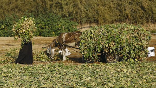 A Palestinian farmer weeds a field in Gaza City (File) - Sputnik International