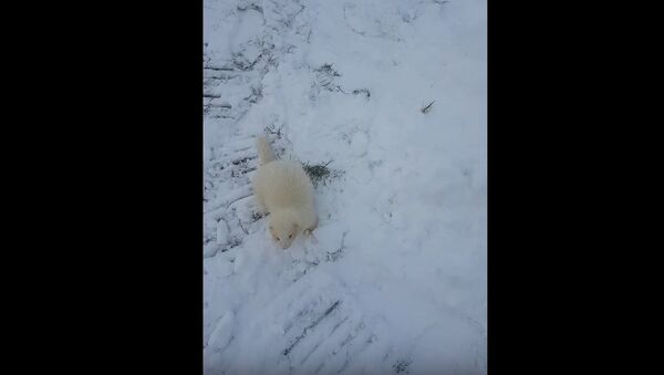 Ferret Loves Snow - Sputnik International
