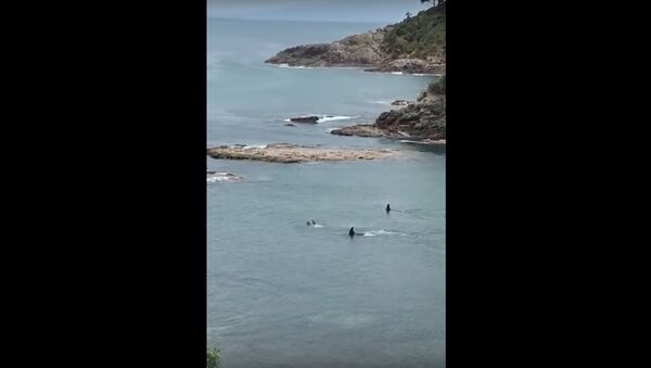 Two Orcas vs two kids swimming - Sputnik International