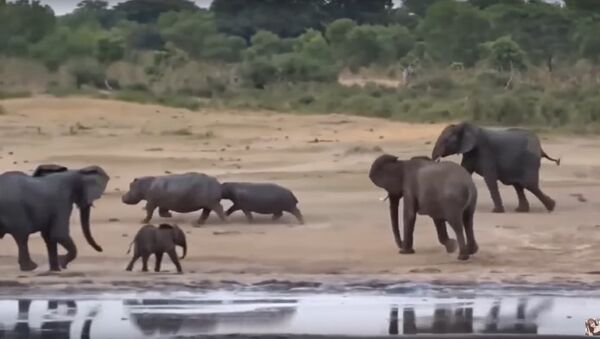 OMG! Elephant Defends Her Baby From Two Hippo, Elephants attack Hippo to Success - Sputnik International