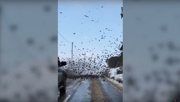 Tens of thousands of starlings take over an entire road - Sputnik International