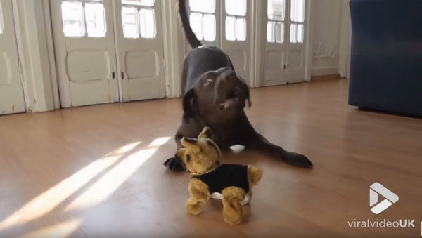 Chocolate Lab Loses it as Stuffed Dog Somersaults - Sputnik International