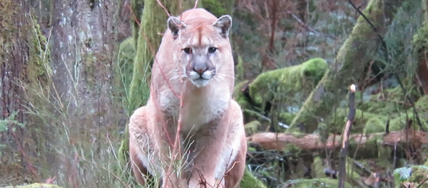 Pounce or Play? Curious Cougar Stalks Canadian Photographer Pounce or Play? Curious Cougar Stalks Canadian Photographer - Sputnik International