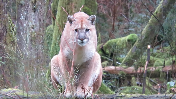 Pounce or Play? Curious Cougar Stalks Canadian Photographer - Sputnik International