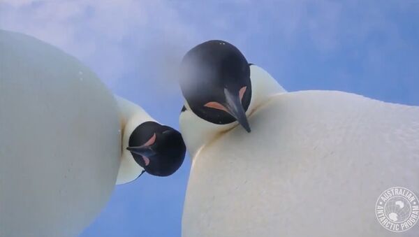 Viral Video Of Two Penguins Selfie Video in Antarctica - Sputnik International