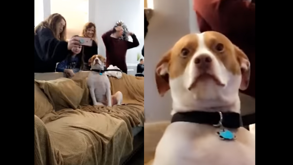 Pooch of the Party: Dog Overwhelmed by Incessant Selfies - Sputnik International