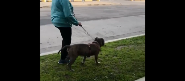 California woman goes on racist rant after man tells her to clean up after dog California woman goes on racist rant after man tells her to clean up after dog - Sputnik International