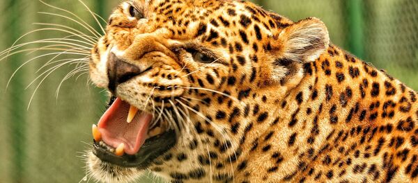 Leopard - Sputnik International