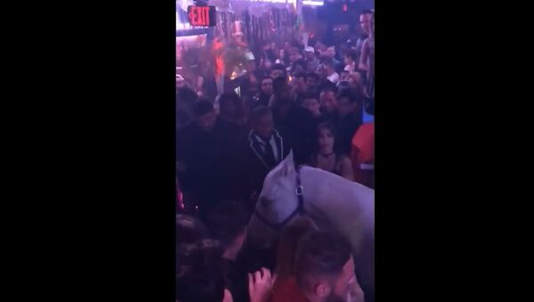 Horse in South Beach nightclub gets spooked, causes panic - Sputnik International
