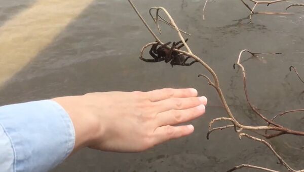 Huge Spider Saved From Queensland Flooding - Sputnik International