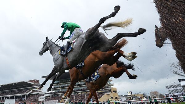 'Bristol de Mai ridden by jockey Daryl Jaccob (L) jumps a hurdle during the Gold Cup race on the final day of the Cheltenham Festival horse racing meeting at Cheltenham Racecourse in Gloucestershire, south-west England, on March 17, 2017 - Sputnik International