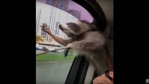 Raccoon Catching Wind || ViralHog - Sputnik International