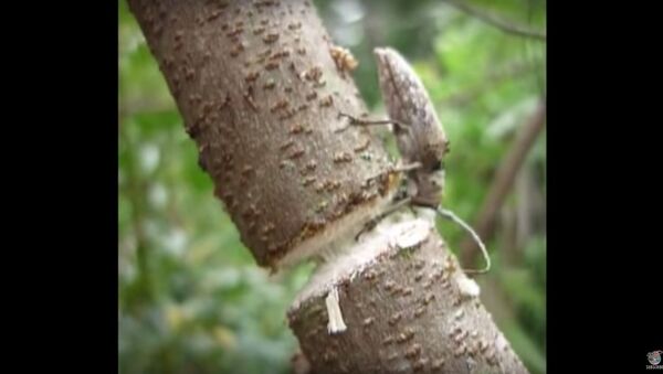 Beetle Chews Through Branch || ViralHog - Sputnik International