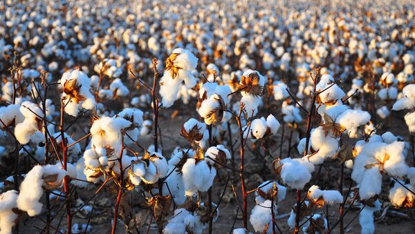 Cotton Harvest - Sputnik International