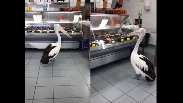 Pelican Receives Fowl Service at Fish and Chips Shop - Sputnik International
