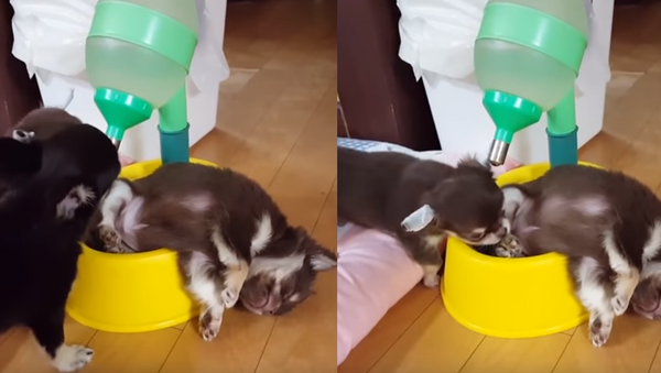 Dual-use: Puppies’ Water Bowl Doubles as Bed - Sputnik International