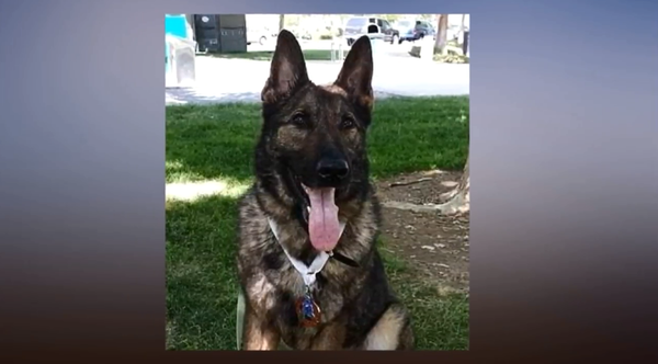 Irgo the German shepard ends up in Japan after United Airlines mix-up Irgo the German shepard ends up in Japan after United Airlines mix-up - Sputnik International