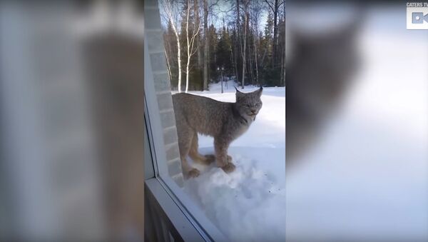 Lynx Found Up-Close Outside Homeowner's Bedroom - Sputnik International