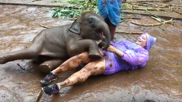 Muddy, but Cuddly: Baby Elephant Nuzzles Against Thailand Tourist - Sputnik International