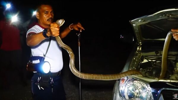 Massive Snake Caught and Relocated || ViralHog - Sputnik International