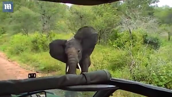 Reverse the charge! Young elephant thinks better of ramming car - Daily Mail - Sputnik International