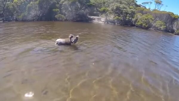 Koala Swims Across River - Sputnik International