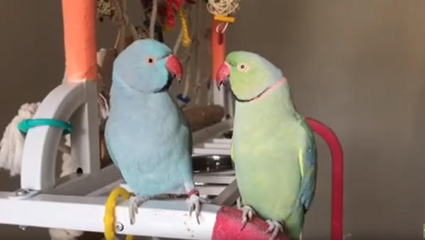 Brotherly Love: Indian Ringneck Parrots’ Affectionate Exchange - Sputnik International