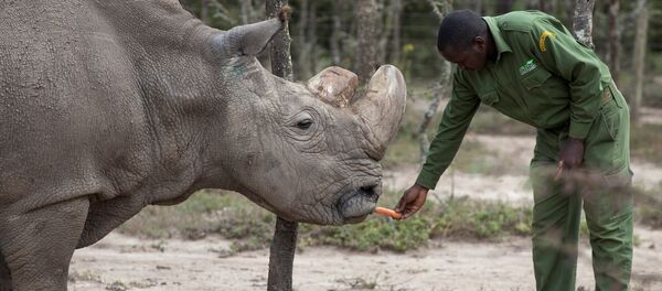 Sudan, the last surviving male northern white rhino, is fed by a warden at the Ol Pejeta Conservancy in Laikipia national park, Kenya May 3, 2017 - Sputnik International
