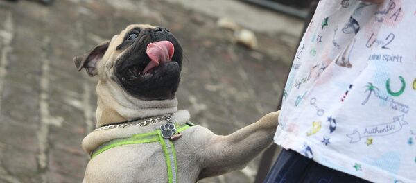 Pug - Sputnik International