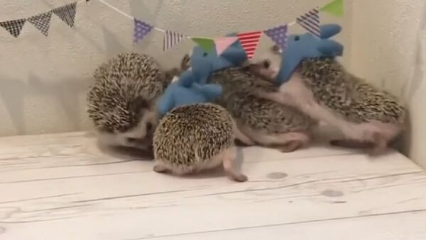 Hedgehog gathering - Family Of Hedgehogs In Fancy Dress - Hedgehogs in shark costumes - Sputnik International