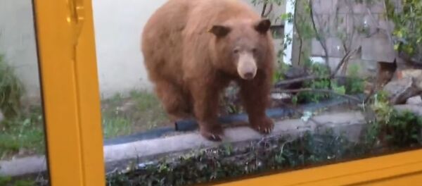 Backyard Bunch of Bears - Sputnik International