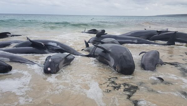 Stranded whales on the beach at Hamelin Bay - Sputnik International