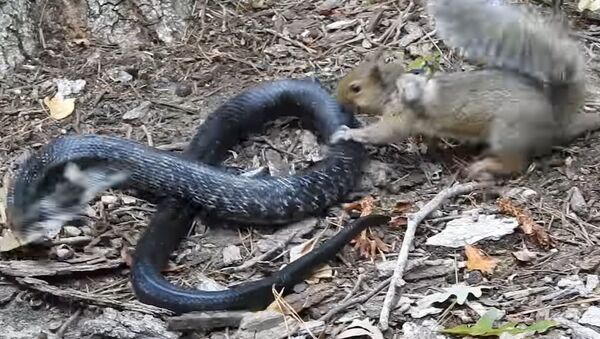 Rat Snake Versus Mother Squirrel - Sputnik International