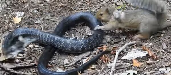 Rat Snake Versus Mother Squirrel - Sputnik International