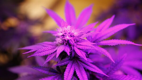 Ultraviolet grow lights illuminate marijuana plants in a grow room in Denver, Colorado - Sputnik International