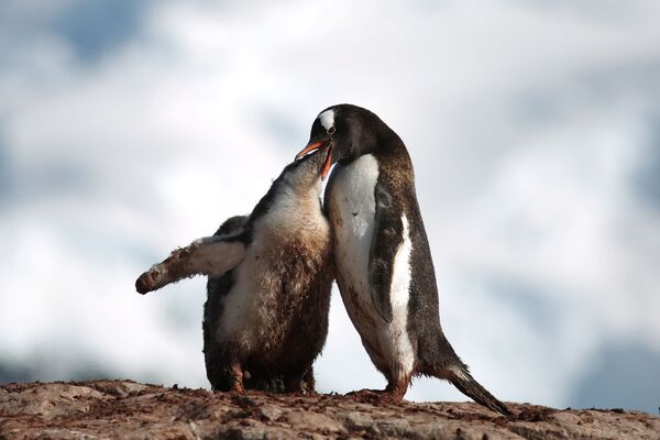 Antarctica: Penguins Really Dig it - Sputnik International