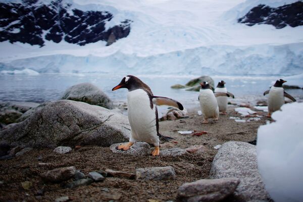 Antarctica: Penguins Really Dig it - Sputnik International