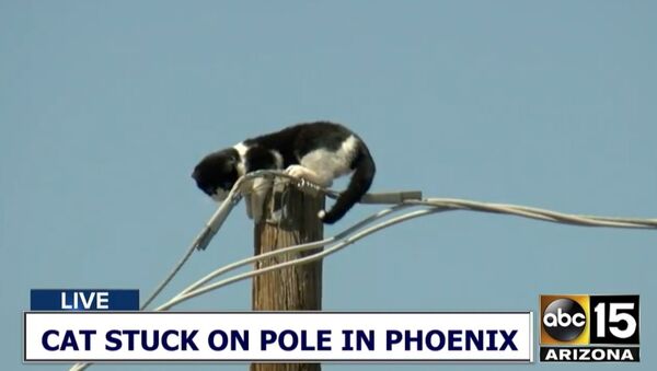 Cat stuck on pole in Phoenix - Sputnik International