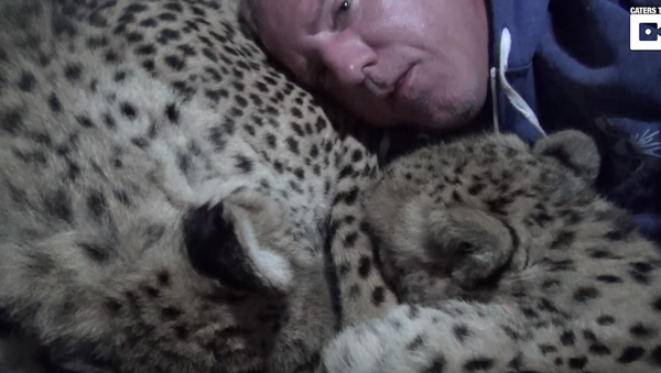 Two Cheetahs, One Human: Brave Man’s Unusual Sleeping Arrangements - Sputnik International