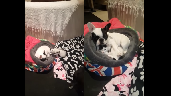 Kitten Curls Up With French Bulldog For Snuggle Session - Sputnik International